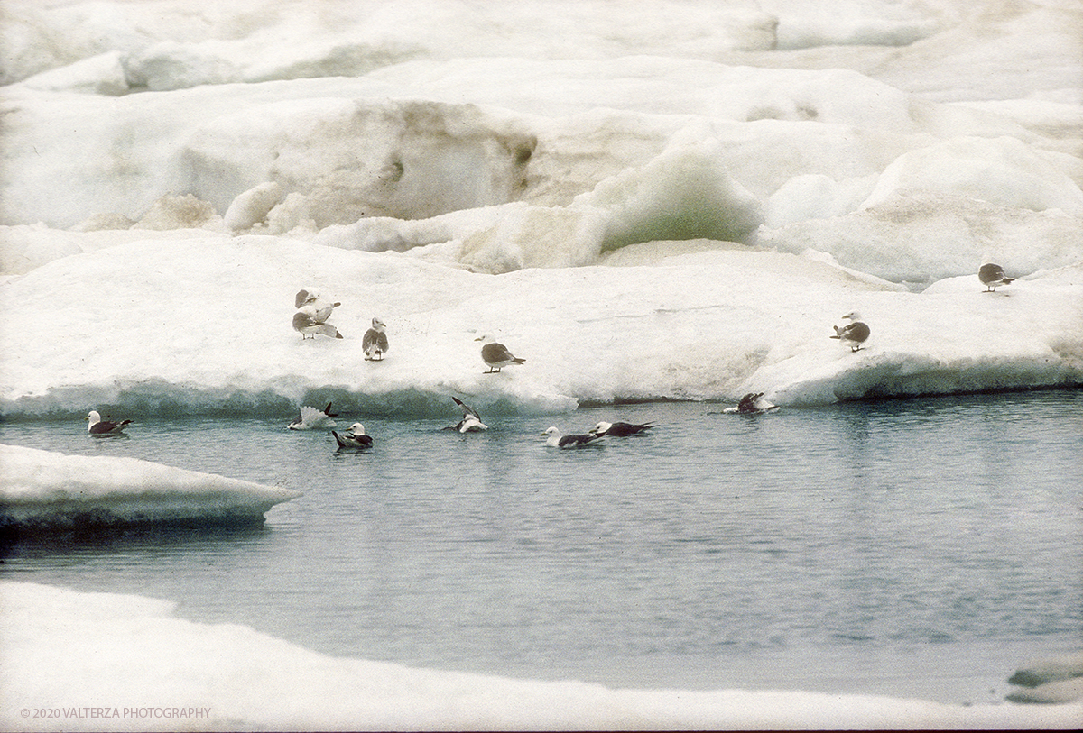 66 SIBERIA.jpg - Luglio/Agosto 1992. Siberia, terra dei Chukchi. Nell'oceano artico  125 Km a nord-est della penisola dei Chukchi (Siberia) c'Ã¨ l'isola di Wrangel, essa ospita piÃ¹ del doppio di specie vegetali (417) di qualsiasi territorio artico a paritÃ  di superficie nonchÃ¨ 30 specie diverse di uccelli oltre ad orsi polari, foche e trichechi ; per questo motivo   Ã¨ stata proclamata patrimonio dell'umanitÃ  dall'UNESCO. Nella foto gabbiani tridattili sulla banchisa polare.